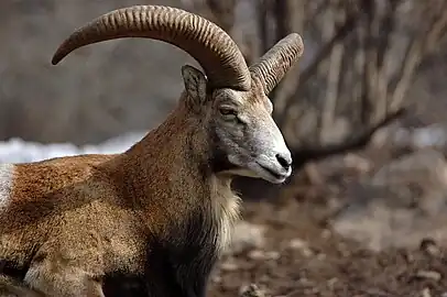 Mouflon d'Arménie en février 2008.