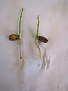 Pépins de poncire germés