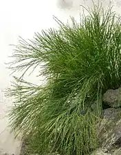 Psilotum nudum cultivé au Jardin botanique de Liberec (République tchèque).