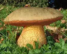 Suillellus luridus, le Bolet blafard (Toxique cru).