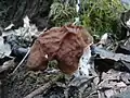 Gyromitra fastigiata