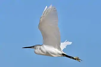 Photographie en couleurs d'un oiseau au cours de son vol.