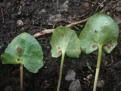 Sores de téleutospores d’Uromyces ficariae&nbsp;(sv) sur les feuilles de Ficaire.