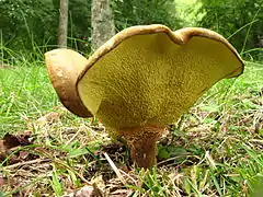 Boletinellus merulioides (Boletinellaceae).