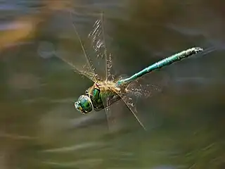 Cordulie métallique en vol.