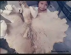 Termitomyces titanicus.