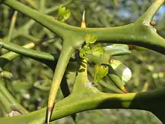 Poncirus au printemps (Hockenheim)