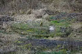 La borne envahie par la mousse jaunie et les ronces et arbustes sans feuilles en hiver.