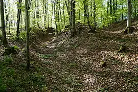 Tranchée dans une forêt.