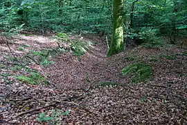 Une tranchée en forêt.