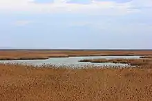Quelques étangs se faufilent dans un paysage plat et de hautes tiges brunes.