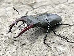 Cerf-volant (Lucanus cervus mâle).