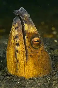 Ophichthus cephalozona