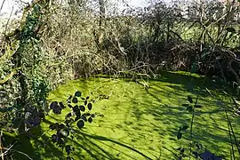 Puits secondaire inondé du puits de La Grille.