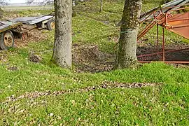 Le puits no&nbsp;5 entre les deux troncs.