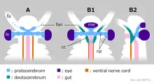 Interprétation du cerveau et des structures associées des radiodontes jusqu'en 2014 (A) ; anatomie de Stanleycaris (B).