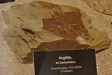 Argilite du carbonifère trouvée à Pont-Keryau en Pleyben.