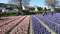 Champs de jacinthes à Hillegom.