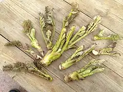 Bourgeon 独活芽（うどめ）