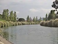 La Siagne canalisée à La Napoule (ses berges sont envahies par des Herbes de la pampa).