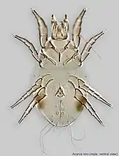 Acarus siro (mâle).