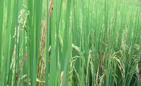 Image illustrative de l’article Brûlure bactérienne de la panicule du riz