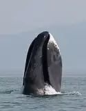 Baleine boréale dans les eaux des îles Chantar.