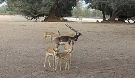 Image illustrative de l’article Désert du Cholistan