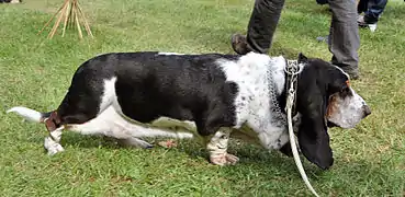 Basset Hound (pattes courtes, dos long, peau lâche et oreilles longues).