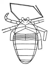 A monograph of the terrestrial Palaeozoic Arachnida of North America progress Page70 fig 70.