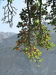 Le Ladakh est célèbre pour ses abricots.