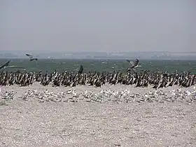 Oiseaux sur la pointe de Belossaraï.