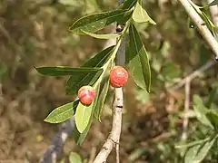 Galle plus colorée.