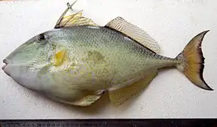 Abalistes stellatus.