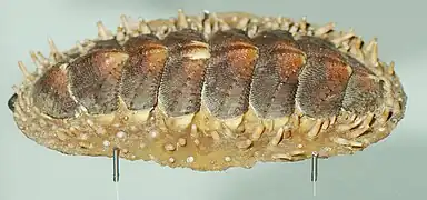 Acanthopleura spinosa
