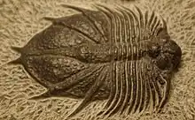 Faux trilobite moulé, sculpté et peint.