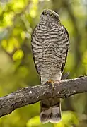 Faune Accipiter nisus.