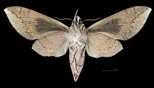 Revers de la femelle(coll.MHNT)