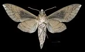 Revers du mâle(coll.MHNT)