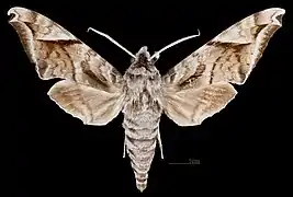 Acosmeryx naga hissarica avers du mâle