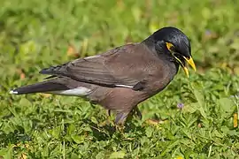 Acridotheres tristis