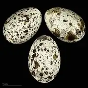 Oeufs de Rousserolle turdoïde ssp. arundinaceus - Muséum de Toulouse