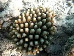 Acropora monticulosa