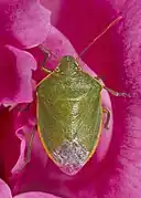 Hémelytres d'une punaise verte.