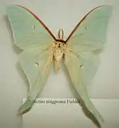Actias ningpoana