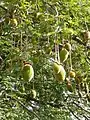 Fruit d'Adansonia digitata