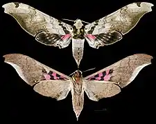 Adhemarius dentoni - MHNT