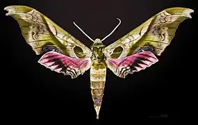 Face dorsale du mâle - MHNT