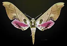 Face dorsale de la femelle - MHNT