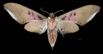 Revers de la femelle(coll.MHNT)